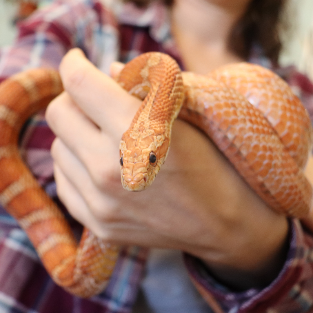 Albus : Cornsnake