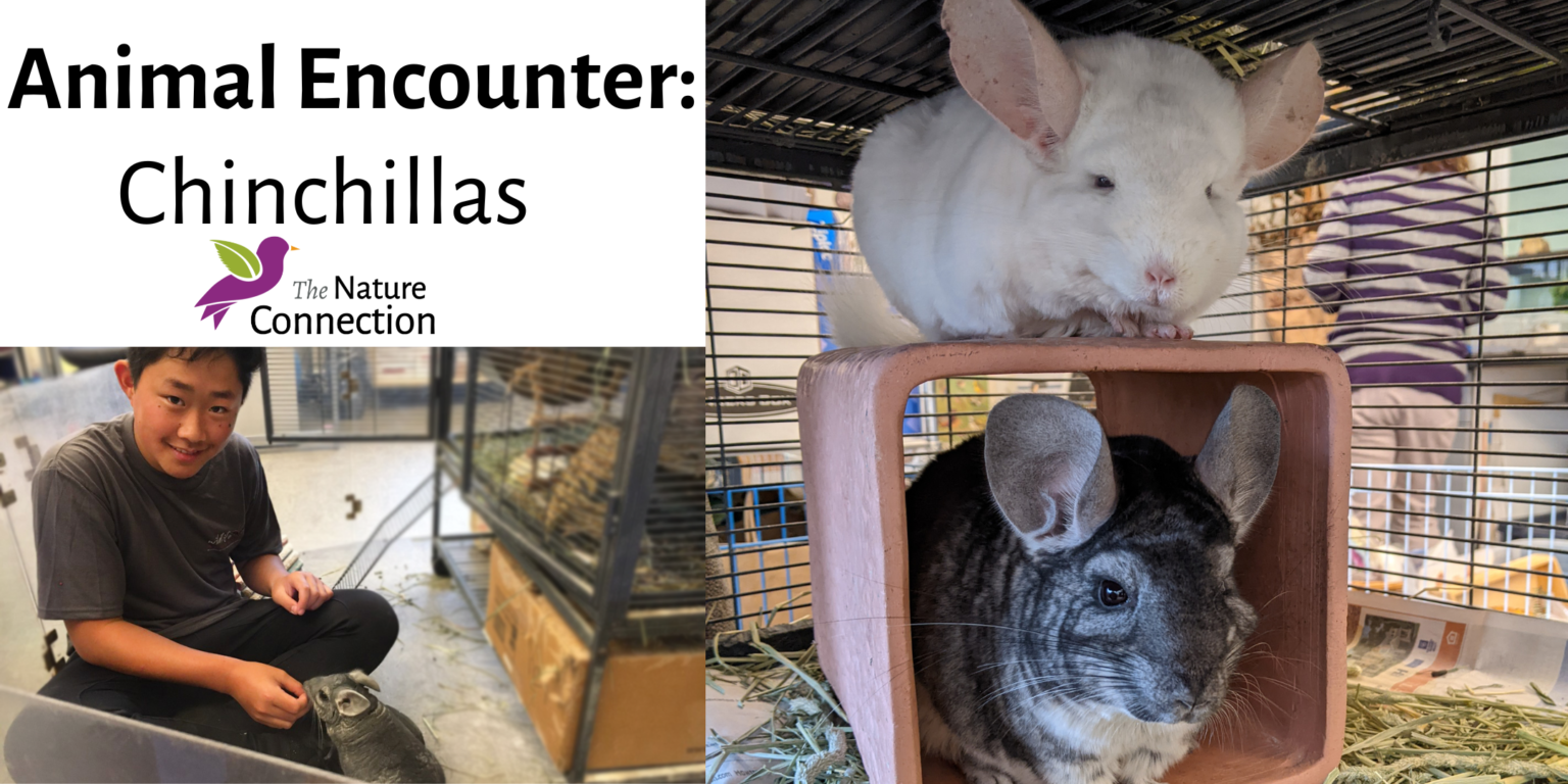 Animal Encounter Chinchillas The Nature Connection